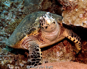 Lovely Hawksbill Turtle Just watching the tourists. by Marylin Batt 